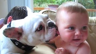 Babies Meeting Animals For the first time and Hilarious Reactions   Funniest Home Videos