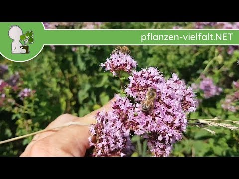 Echter Dost / Oregano - Ganze Pflanze - 09.07.18 (Origanum vulgare) - Essbare Wildkräuter sammeln