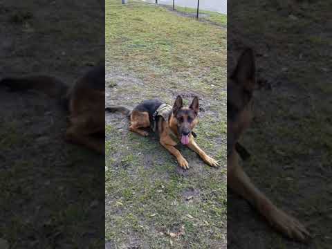 Shanay SVV1 playing with Toy