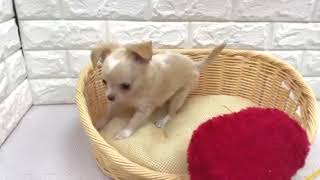 チワワ(ロング)の動画01