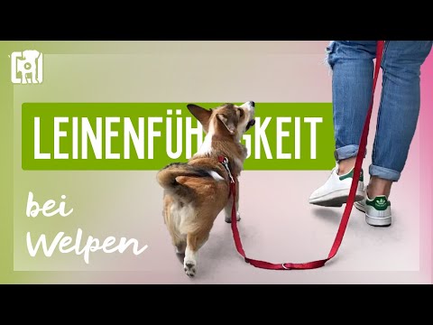 Leash training for puppies - THE main mistake for pulling on the leash and 3 basic principles