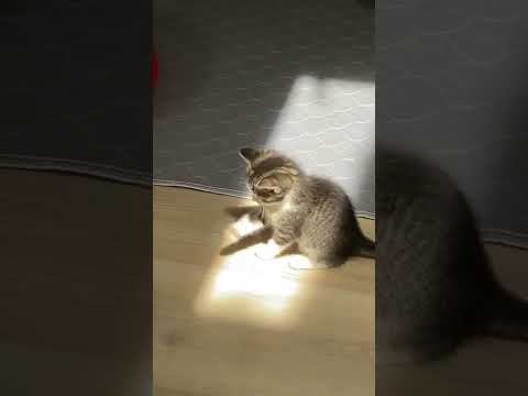 A cute little kitten discovers sunlight for the first time - YouTube