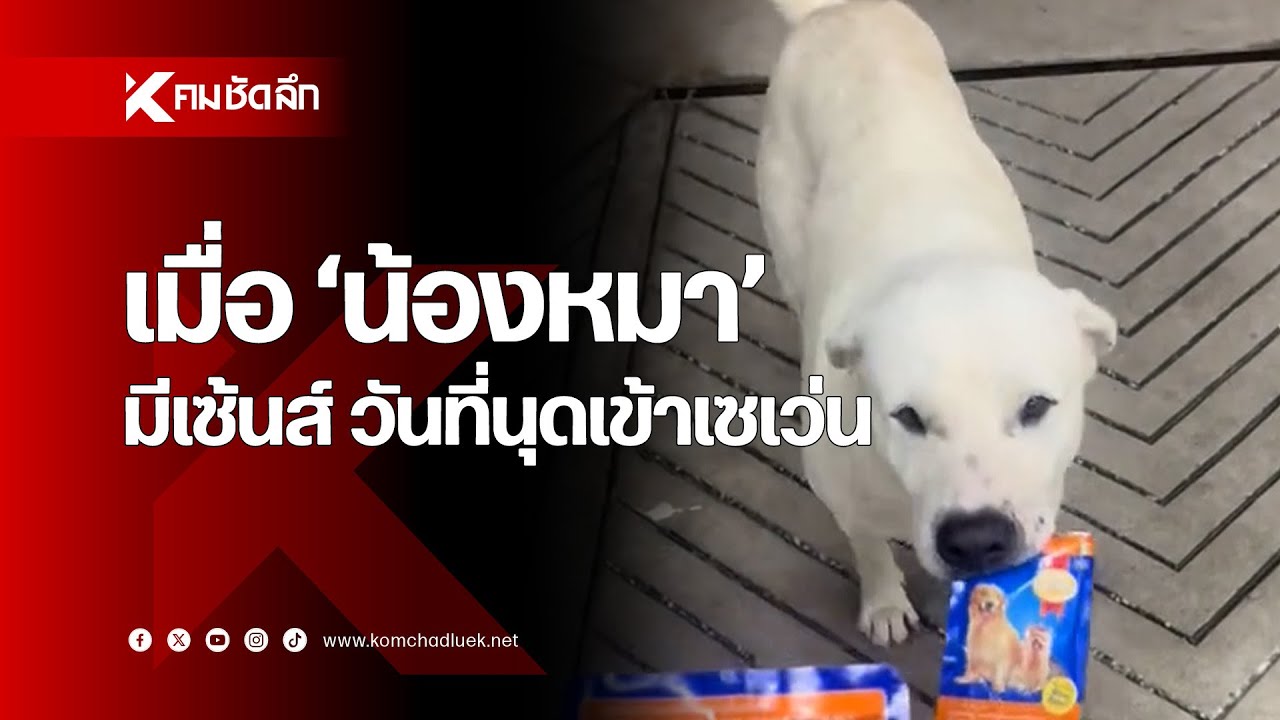 เมื่อ 'น้องหมา' มีเซ้นส์ วันที่นุดเข้าเซเว่น