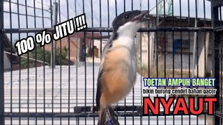 Download lagu cendet gacor TOETAN MEWAH buat PANCINGAN CENDET AGAR BUNYI bikin BURUNG PENTET GACOR RAJIN BUNYI mp3