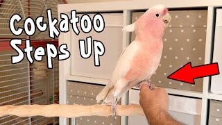 Major Mitchell's Cockatoo Steps Up on My Hand Now!