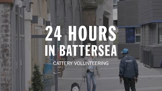 Cattery Volunteering | 24 Hours in Battersea