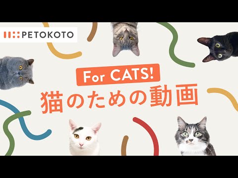 【猫が喜ぶ映像・猫が飽きない動画】櫻井・有吉THE夜会で放送！ひも・動くネコなど猫用動画🐱 猫の日はGames For Cats！音あり30分