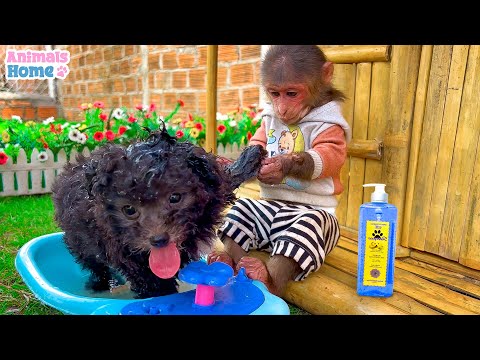 BiBi obedient helps dad take care of the little puppy
