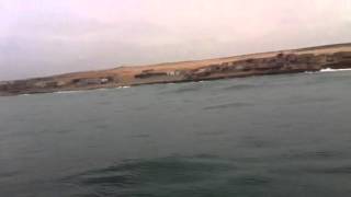 Les orques évoluent dans l'Atlantique à Taghazout et à Mirleft, près d'Agadir