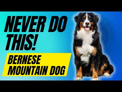 7 Things You Must NEVER do With Your Bernese Mountain Dog