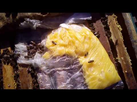 Небольшая ревизия пчел после выставки на тачек. 07/03/2019