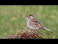 Chipping Sparrow Singing