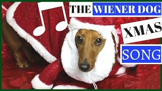WIENER DOG CHRISTMAS SONG !