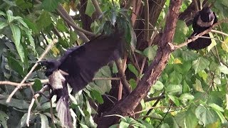 Angry hooded crows destroying a tree.... Corbeaux en colère!