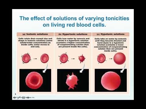 Cellular Level of Organization Part 3 (Bio 260)