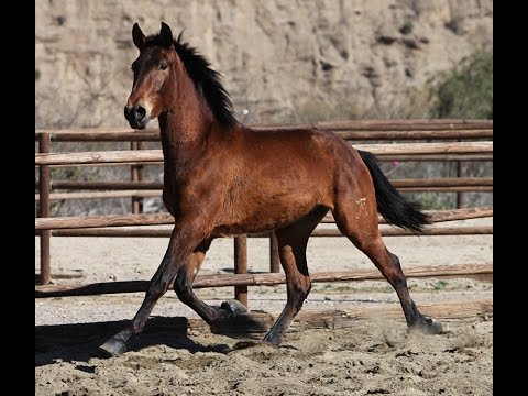 Mojácar Dimoba - Febrero 2016