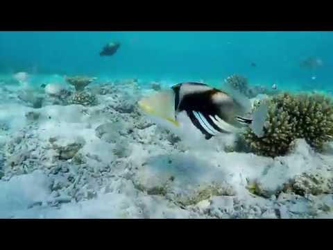 Rhinecanthus aculeatus, la baliste Picasso