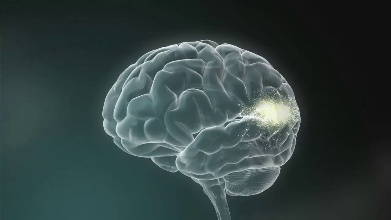 Experiências moldam a arquitetura do cérebro