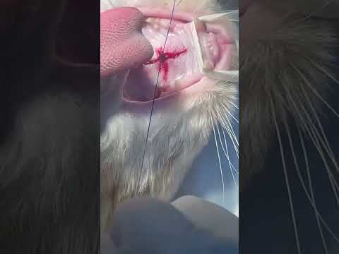 repairing a cleft palate in a cat without releasing flaps