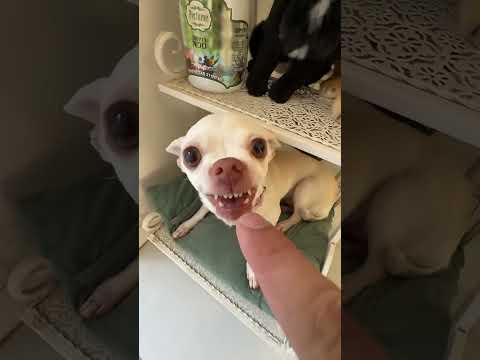 Niki is the most celebrity chihuahua in the world p4729 #shorts #campping #comedy