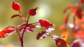 Autumn Leaves - Tito Puente & Buddy Morrow