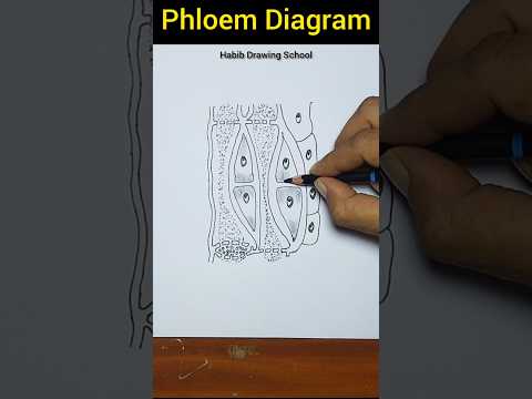 Phloem Diagram Easy #shorts #phloem #diagram #habibdrawingschool