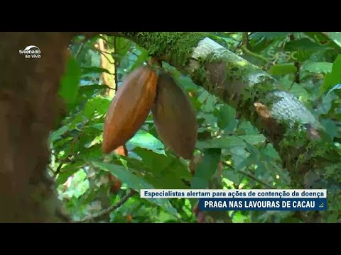 Produtores de cacau cobram medidas para conter fungo