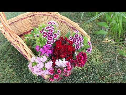 Sweet William From Seed To Cut Flowers ~ Ep 105