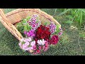 Sweet William From Seed To Cut Flowers ~ Ep 105