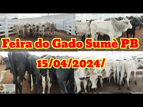 Feira do Gado em Sumé PB 15/04/2024/