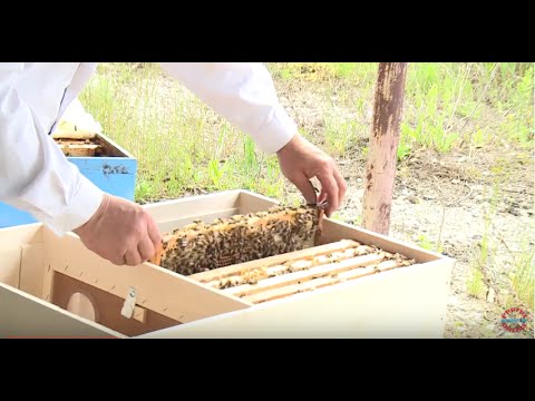 Transvazam familii de albine pe care le am la vanzare in Biostupi noi pt. vagon Lucrari la stupina