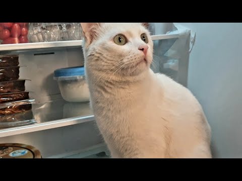 My cat stay in the refrigerator every time I open it.