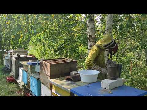 Пчеловодство. Роеловство. Как собрали рои мёд на главном взятке. Как прошёл медосбор рекорды сезона.