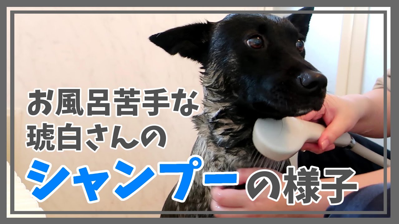 シャンプーが苦手な犬が頑張るシャンプー動画