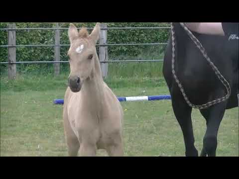 Reitpony Hengstfohlen von Darubi Gold x Danilo x GoldenDancer