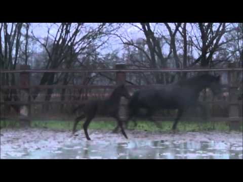 *2016 Stutfohlen von Millennium - Christ