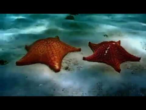 Questione di feeling-R.Cocciante & Mina