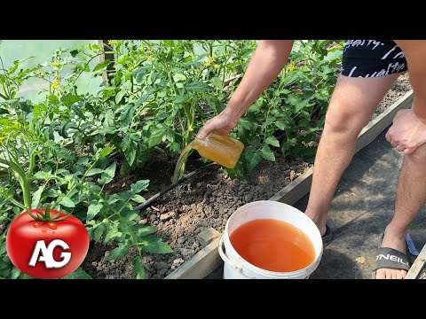 , title : 'Very important top dressing of tomatoes during flowering! There will be many fruits  Water it'