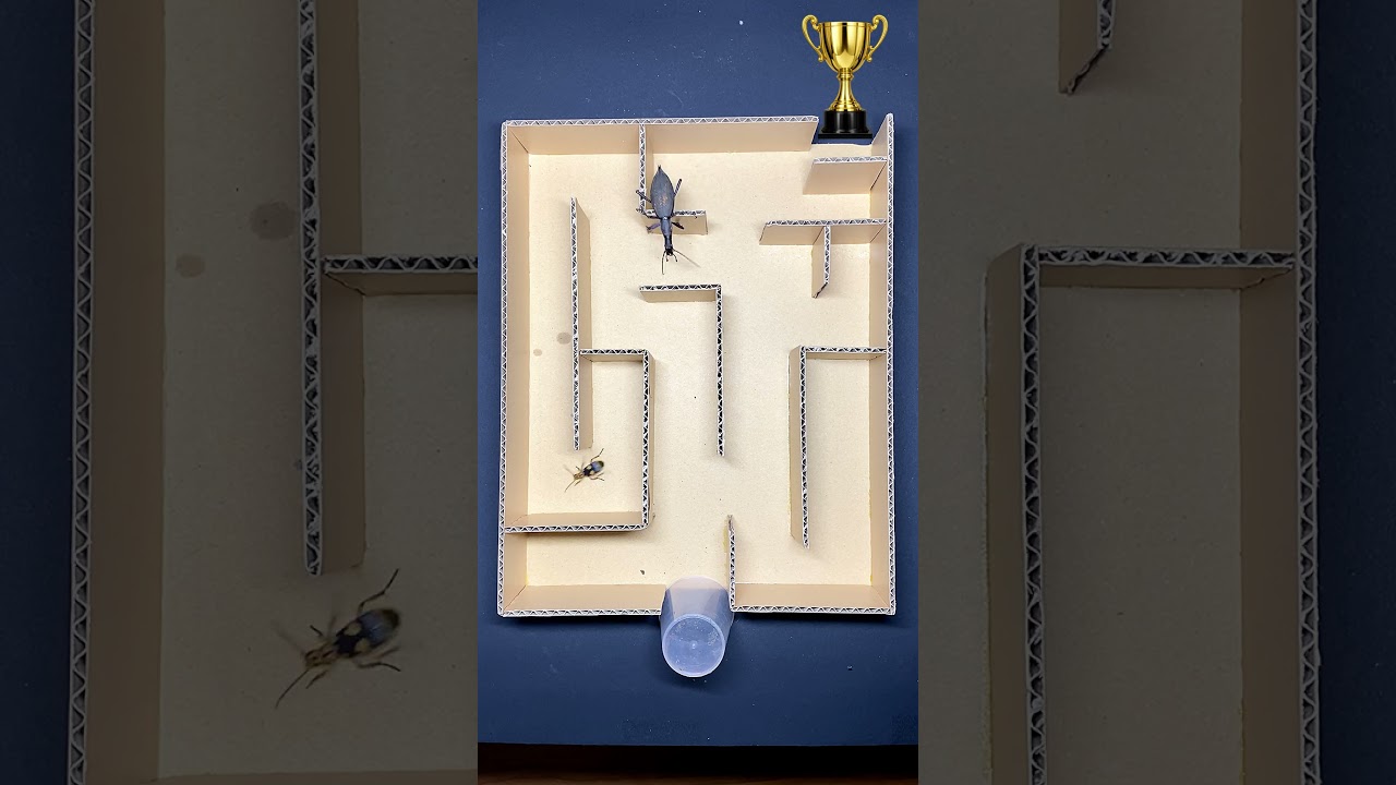 Maze race insects: Bombardier beetle vs Mamaikaburi #虫 #マイマイカブリ#蝸牛被