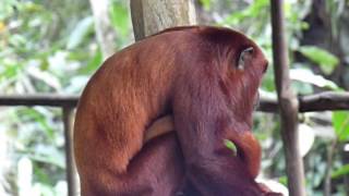 preview picture of video '2011 Peru   Rio Nanay, Iquitos, Pilpintuwasi, Red Howler Monkey'