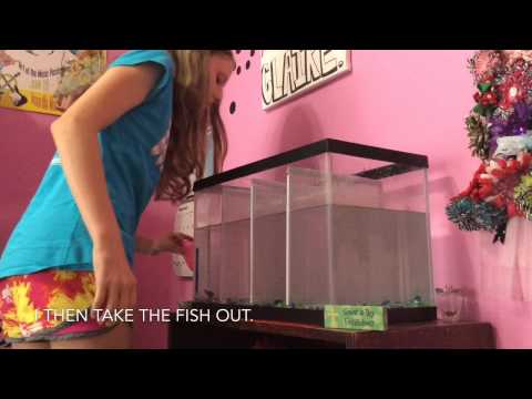 Water changing Betta fish tank