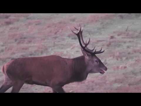 Red deer before sunrise - Rothirsche vor Sonnenaufgang