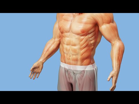 Body Recomposition Explained In Full Detail