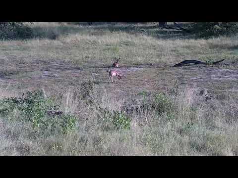Djuma: Waterbuck and then Impala rams - 07:28 - 02/21/2022