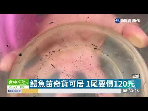 鰻魚苗飆高價 漁船未出港偷撈被逮
