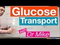 Glucose Transport Metabolism