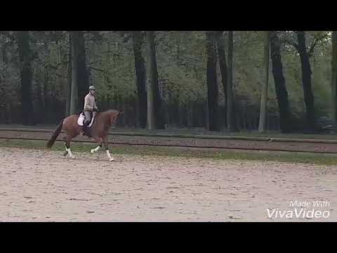 Van vivaldi 3 jährig