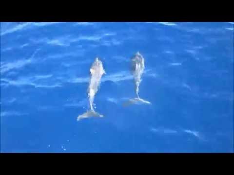 , title : 'Delfiner og hvaler ved Maui'