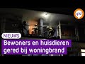 Twee katten en vier hamsters gered bij woningbrand in Apeldoorn