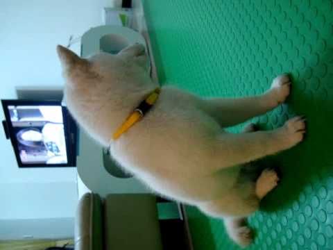 度估的饅頭(原發表者:JeffreyTsai)(影片)